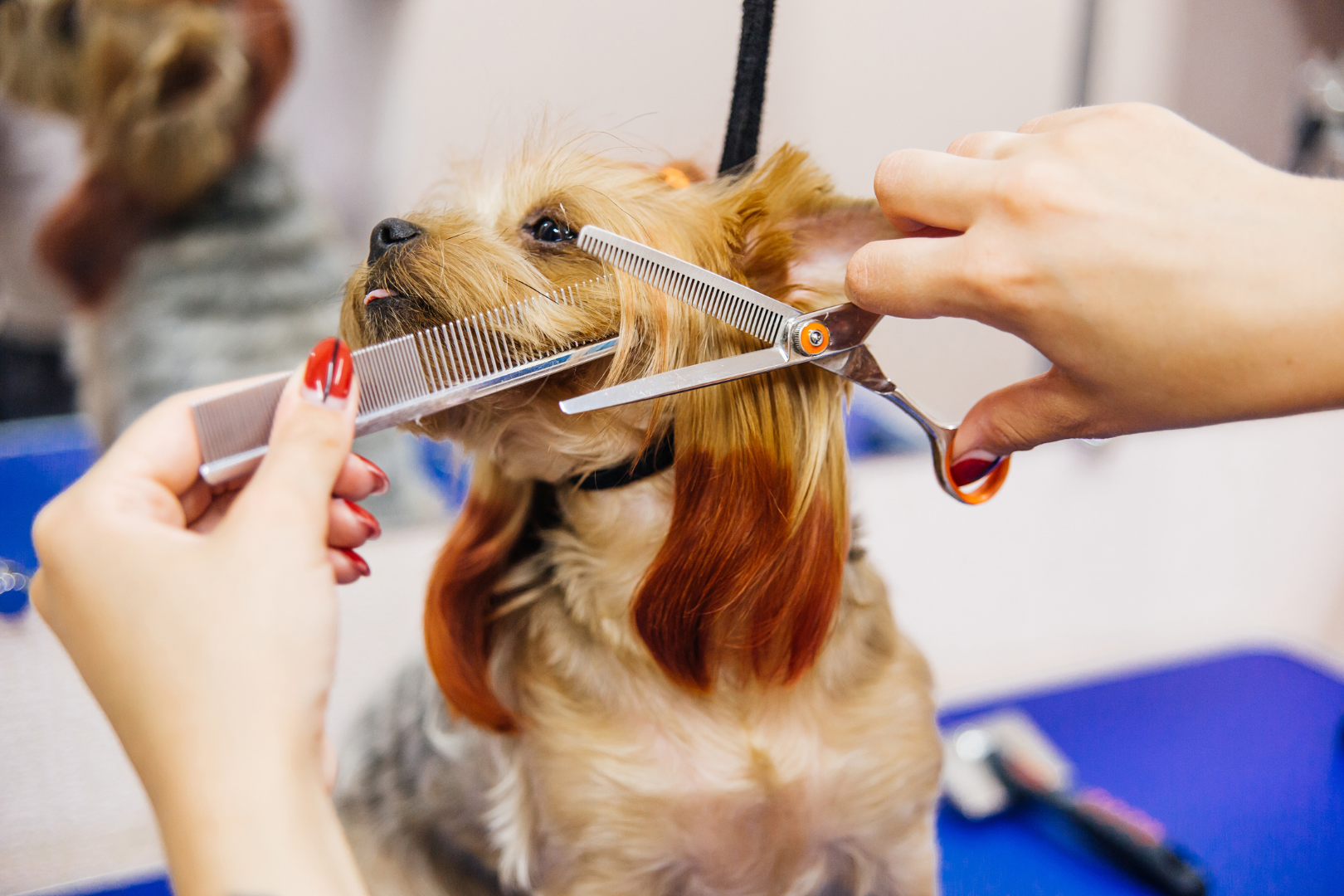 Hond krijgt een nieuwe coupe in de trimsalon