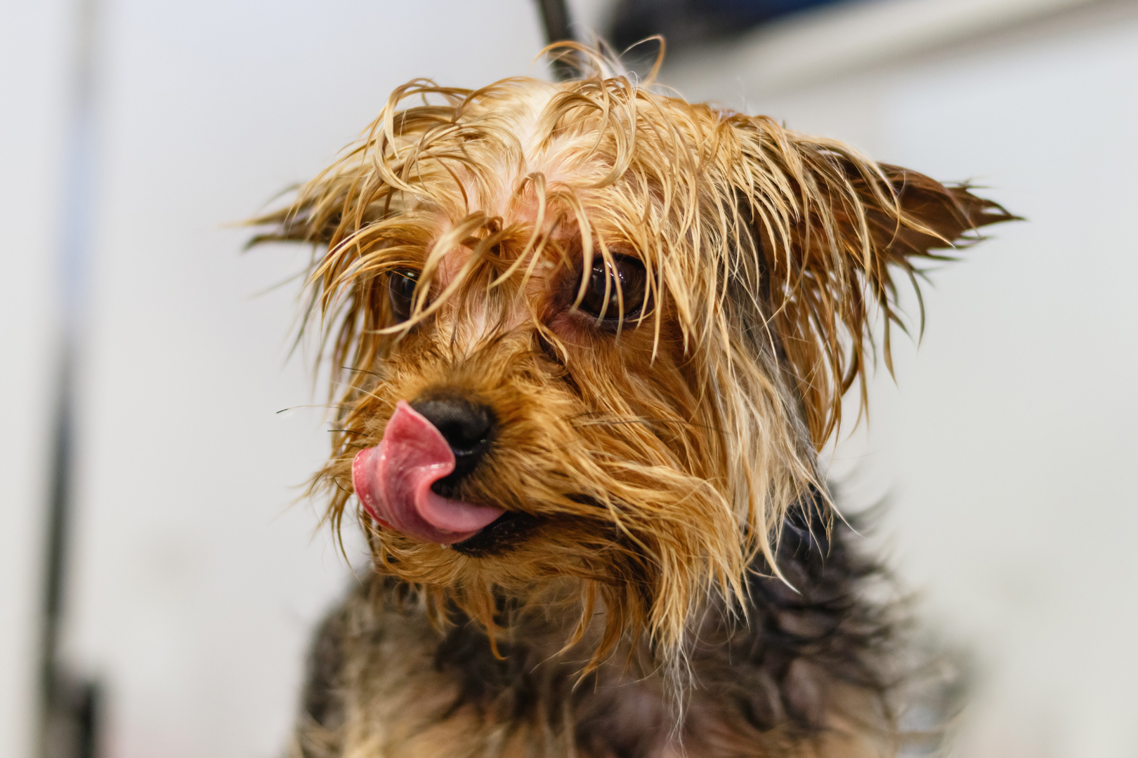 Natte hond wordt geföhnd in de trimsalon