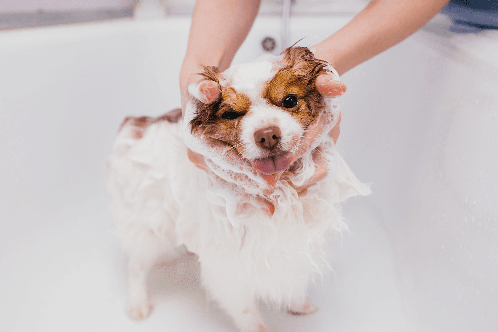 Hond wordt gewassen met shampoo in de trimsalon