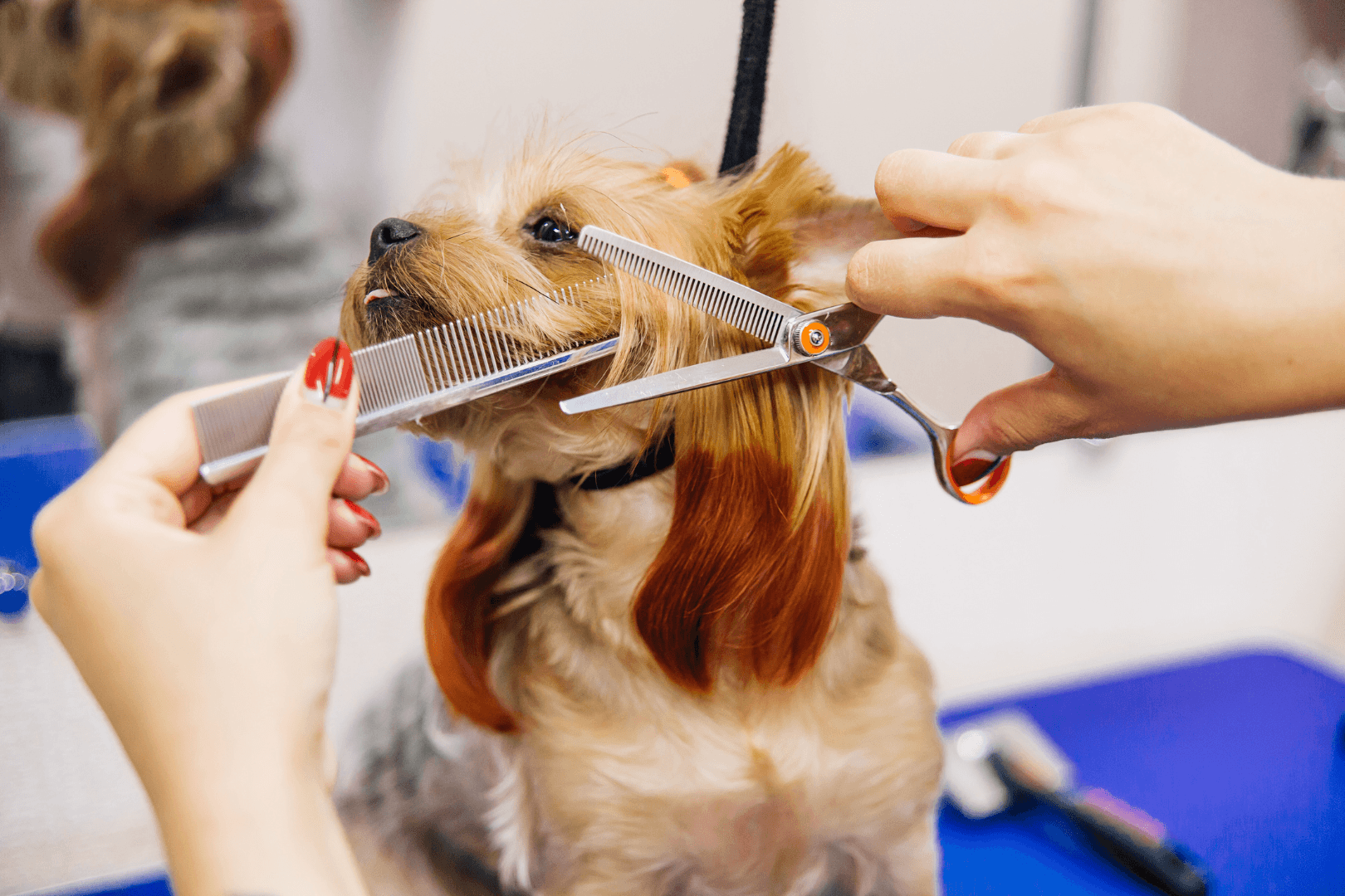 Hond krijgt een coupe in de trimsalon