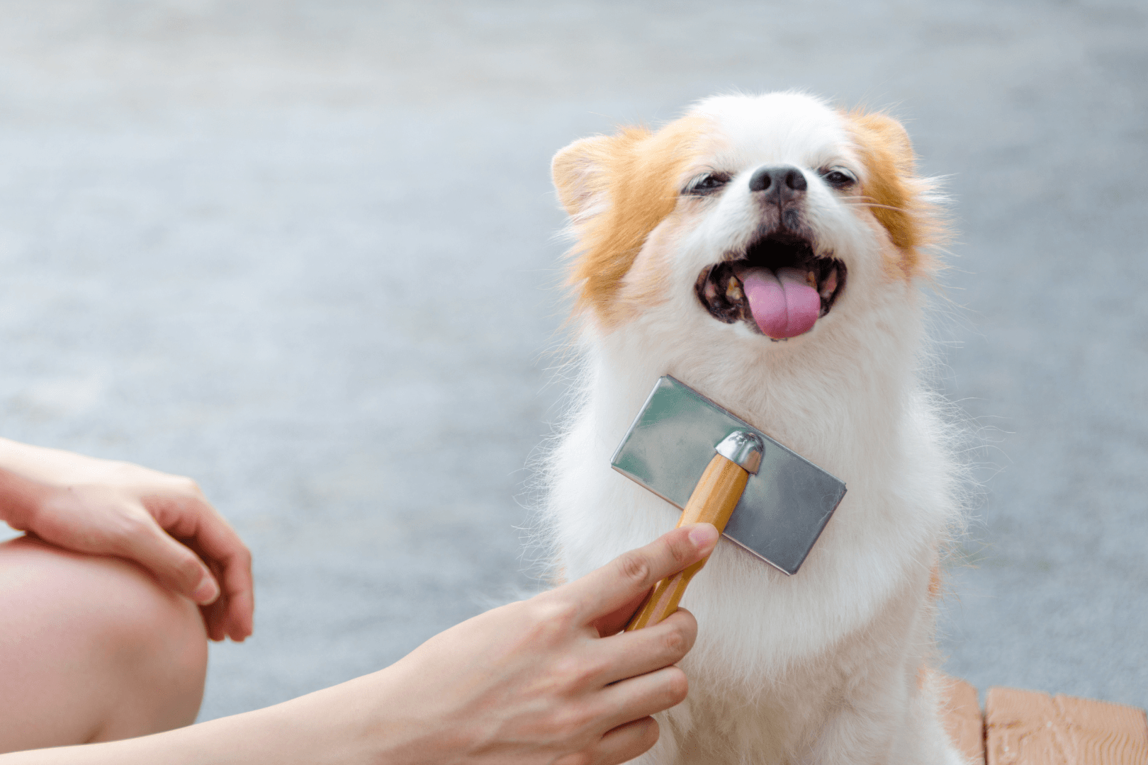Hond wordt geborsteld in de trimsalon
