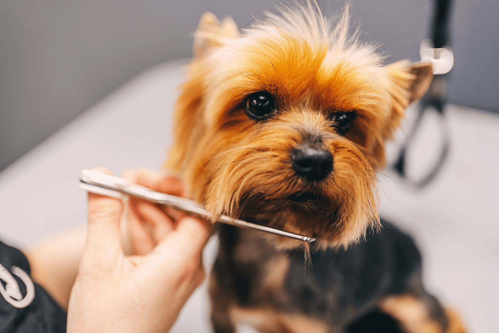 Puppy tijdens wenbeurt