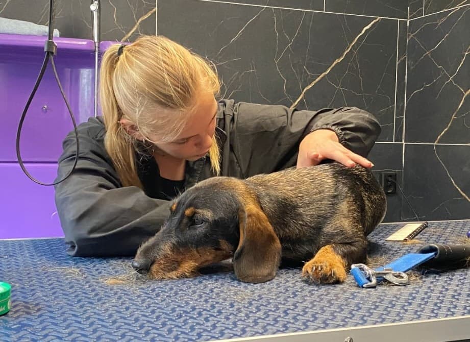 Eline aan het werk in Trimsalon Buddy's